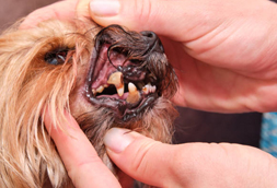 Port Huron city Dog Dentist