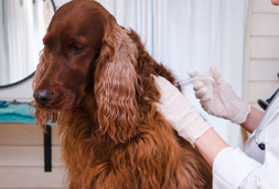 Dog Vaccinations in Hadley