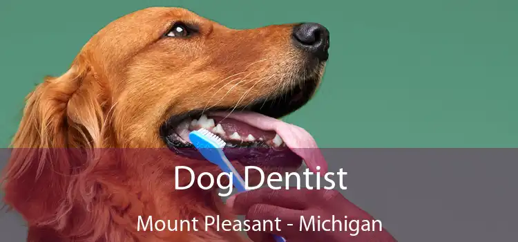 Dog Dentist Mount Pleasant - Michigan