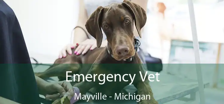 Emergency Vet Mayville - Michigan