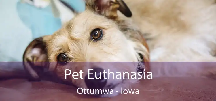 Pet Euthanasia Ottumwa - Iowa