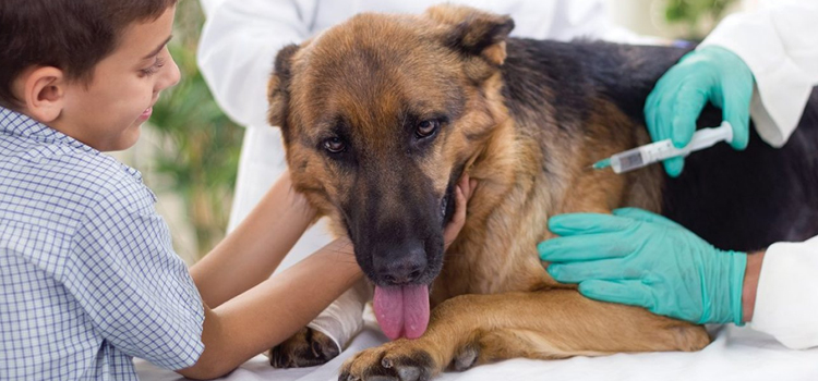 dog vaccination clinic in Valparaiso