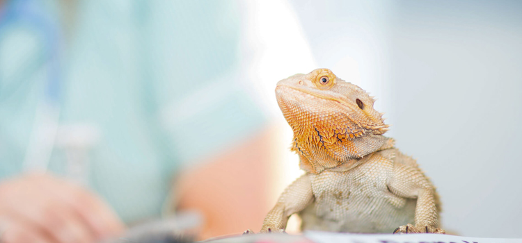 experienced vet care for reptiles in Traverse City